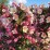 Weigela VINTAGE LOVE 'TVP1' PBR