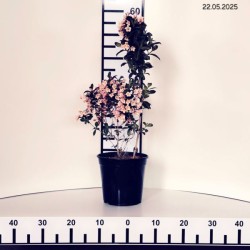 Weigela VINTAGE LOVE 'TVP1' PBR