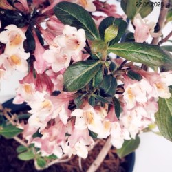 Weigela VINTAGE LOVE 'TVP1' PBR