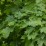 Acer platanoides