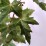 Acer platanoides