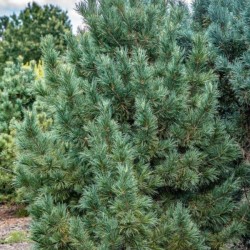 Pinus cembra 'Glauca'
