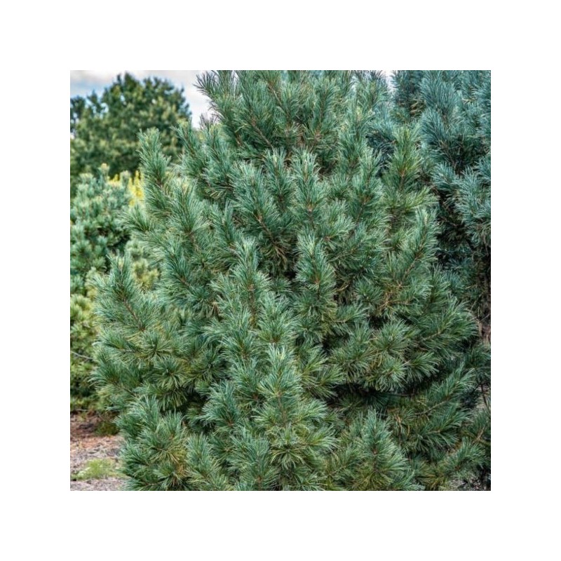 Pinus cembra 'Glauca'