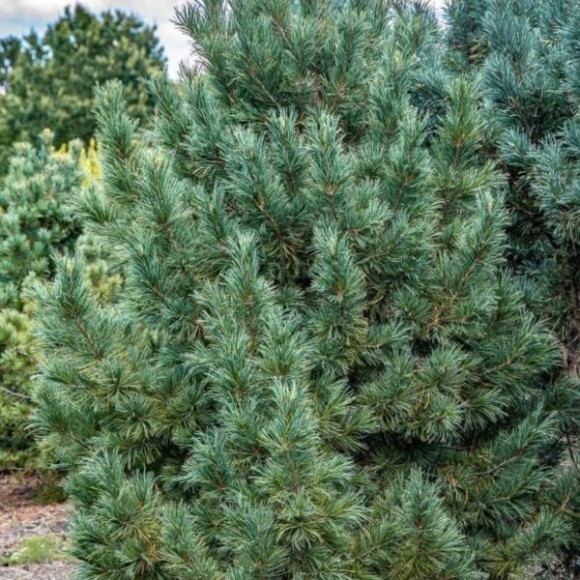 Pinus cembra 'Glauca'