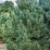 Pinus cembra 'Glauca'