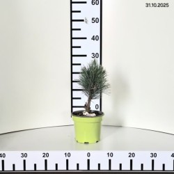 Pinus cembra 'Glauca'