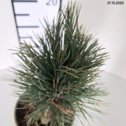 Pinus cembra 'Glauca'