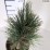 Pinus cembra 'Glauca'