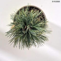 Pinus cembra 'Glauca'