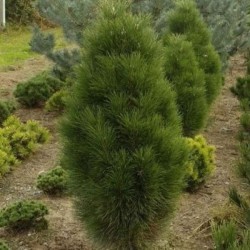 Pinus nigra 'Fastigiata'