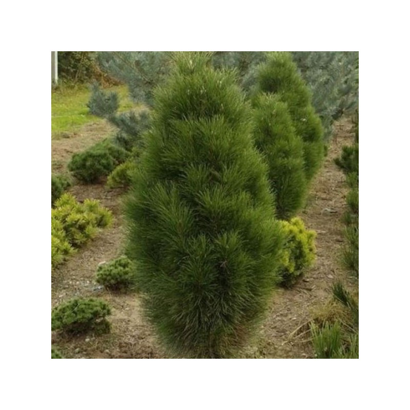 Pinus nigra 'Fastigiata'