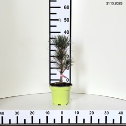 Pinus nigra 'Fastigiata'