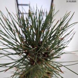 Pinus nigra 'Fastigiata'