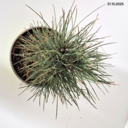 Pinus nigra 'Fastigiata'