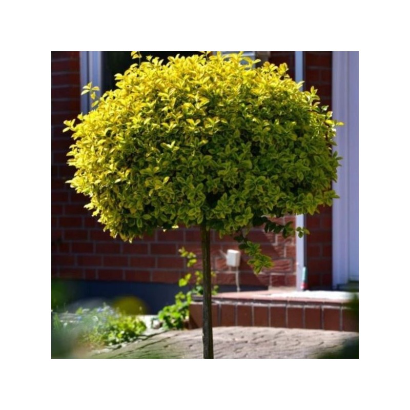 Euonymus fortunei 'Canadale Gold'