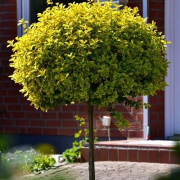 Euonymus fortunei 'Canadale Gold'