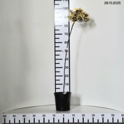 Euonymus fortunei 'Canadale Gold'