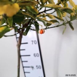 Euonymus fortunei 'Canadale Gold'