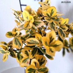Euonymus fortunei 'Canadale Gold'
