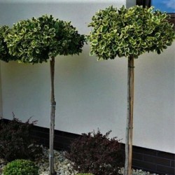 Euonymus fortunei 'Graciosa'