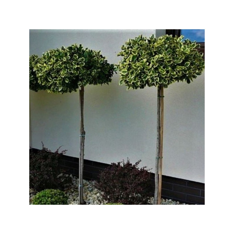 Euonymus fortunei 'Graciosa'