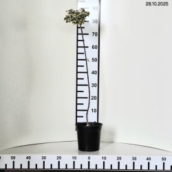 Euonymus fortunei 'Graciosa'