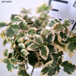 Euonymus fortunei 'Graciosa'