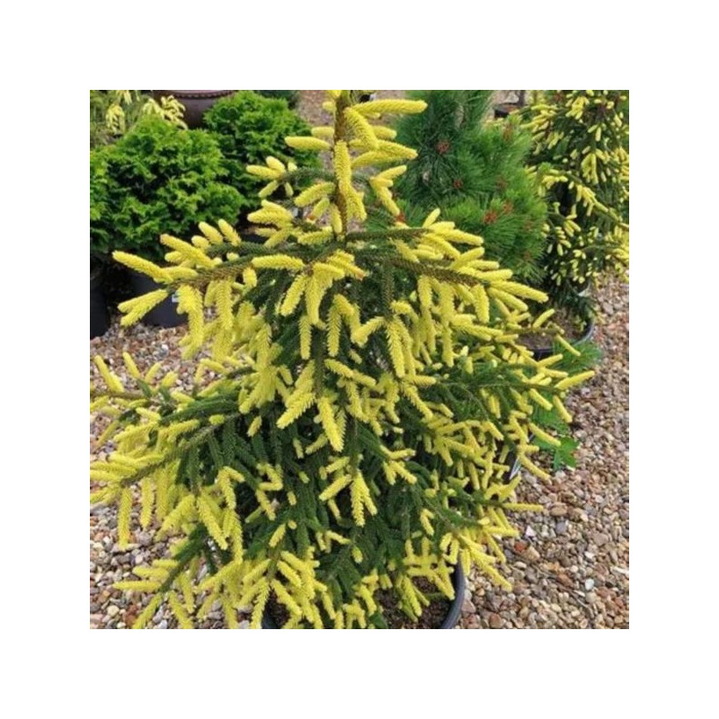 Picea orientalis 'Aureospicata'