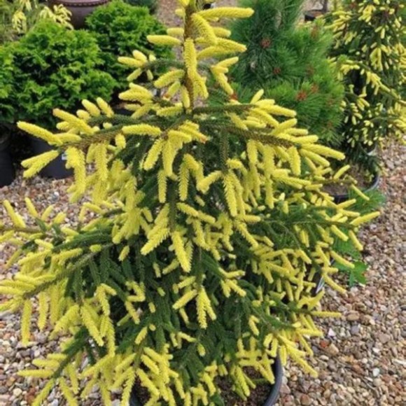 Picea orientalis 'Aureospicata'