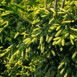 Picea orientalis 'Aureospicata'