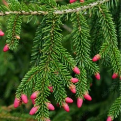 Picea orientalis 'Aureospicata'