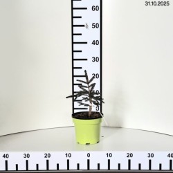 Picea orientalis 'Aureospicata'