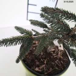 Picea orientalis 'Aureospicata'