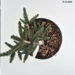 Picea orientalis 'Aureospicata'