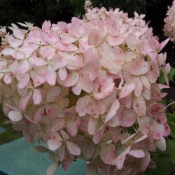 Hydrangea p. 'Mega Pearl'