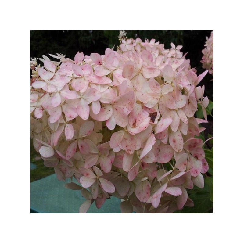 Hydrangea p. 'Mega Pearl'