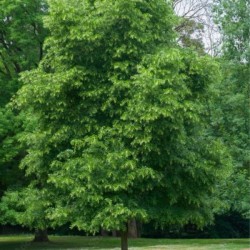 Tilia cordata