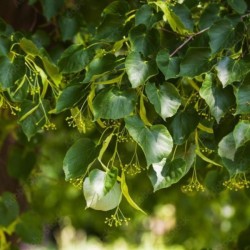 Tilia cordata
