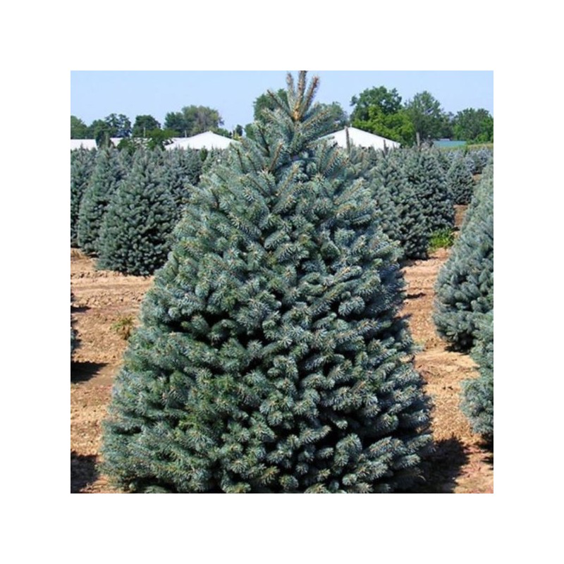 Picea pungens 'Oldenburg'