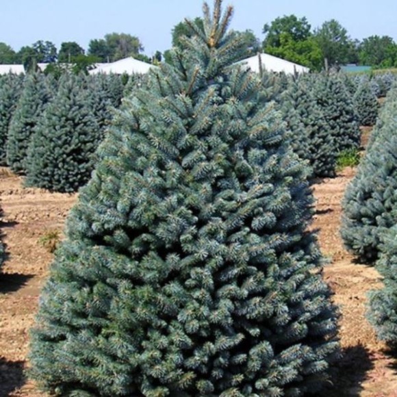 Picea pungens 'Oldenburg'