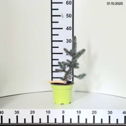 Picea pungens 'Oldenburg'