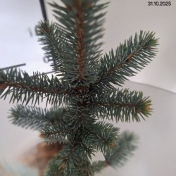 Picea pungens 'Oldenburg'