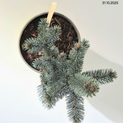 Picea pungens 'Oldenburg'
