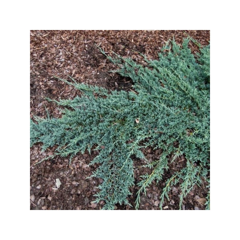 Juniperus horizontalis ICEE BLUE 'Monber' PBR