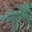 Juniperus horizontalis ICEE BLUE 'Monber' PBR