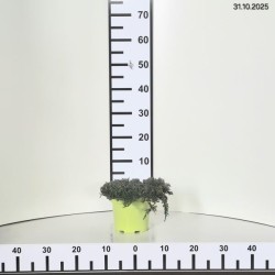 Juniperus horizontalis ICEE BLUE 'Monber' PBR