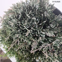 Juniperus horizontalis ICEE BLUE 'Monber' PBR
