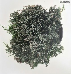 Juniperus horizontalis ICEE BLUE 'Monber' PBR
