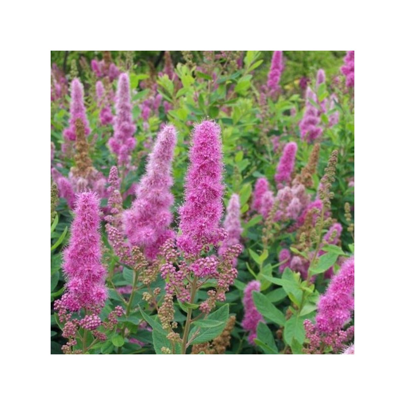 Spiraea ×billardii 'Triumphans'