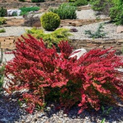 Berberis thunbergii 'Red...